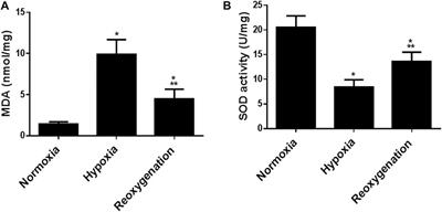 Intermittent Short-Duration Re-oxygenation Attenuates Cardiac Changes in Response to Hypoxia: Histological, Ultrastructural and Oxidant/Antioxidant Parameters